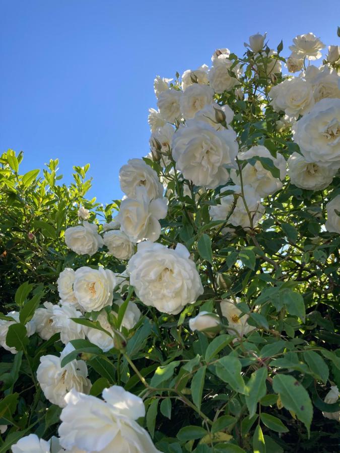 La Rosa Del Lago Bracciano  Ngoại thất bức ảnh